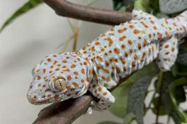 Geckos kaufen und verkaufen Photo: Tokay morph cb24 houten show