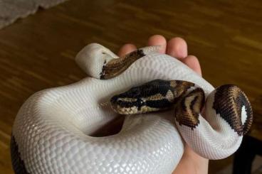 Königspythons kaufen und verkaufen Foto: Piebald 1.0 mit Terrarium 