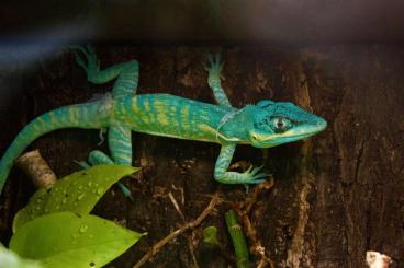 Lizards kaufen und verkaufen Photo: 1,0 Anolis equestris potior