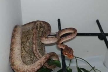 Snakes kaufen und verkaufen Photo: For Verona Reptiles .....