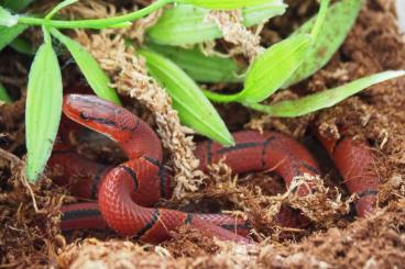 Colubrids kaufen und verkaufen Photo: Oreocryptophis porphyraceus