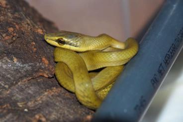 Nattern ungiftige  kaufen und verkaufen Foto: Lamprophis, Gonyosoma      