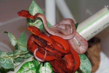 Boas kaufen und verkaufen Photo: Corallus hortulanus                 