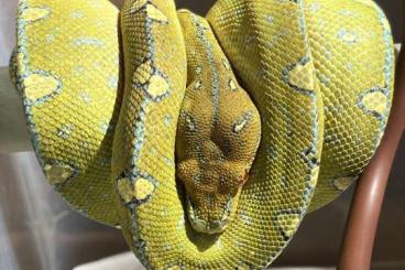 Pythons kaufen und verkaufen Photo: Morelia viridis                