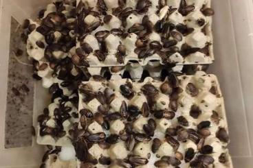 Feeder animals kaufen und verkaufen Photo: Dubia, argentinian roaches