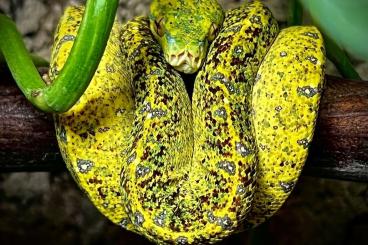 Pythons kaufen und verkaufen Photo: 0,4 Morelia viridis (Südliche Art), Holdbacks von 06.2023, Eigene NZ