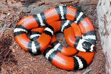 Schlangen kaufen und verkaufen Foto: Lampropeltis abnorma CB23