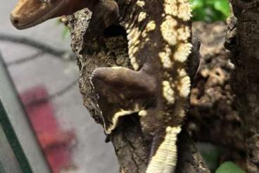 Lizards kaufen und verkaufen Photo: Crested gecko male / Dark ones adult