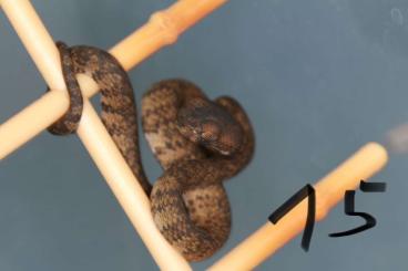 Snakes kaufen und verkaufen Photo: 1.4 Trimeresurus andersonii cb04/24