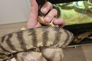 Snakes kaufen und verkaufen Photo: 2.0. Aspidites melanocephalus