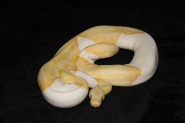 Ball Pythons kaufen und verkaufen Photo: Königspython 1,0 Albino pied 