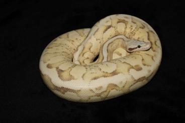 Ball Pythons kaufen und verkaufen Photo: Königspython 0.1 Vanilla Scream 