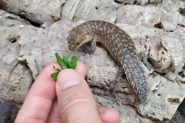 Skinks kaufen und verkaufen Photo: Egernia stokesii         