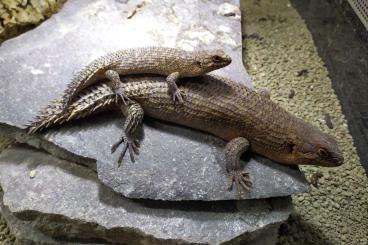 Skinke kaufen und verkaufen Foto: Egernia stokesii         