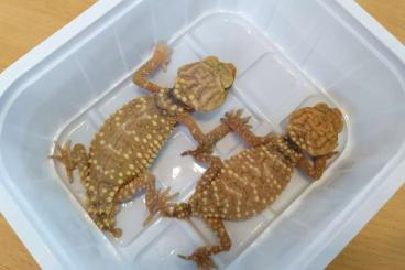 Geckos kaufen und verkaufen Foto: Nephrurus amyae           