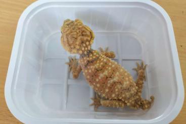 Geckos kaufen und verkaufen Photo: Nephrurus amyae           