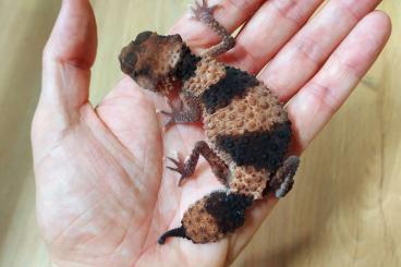 Geckos kaufen und verkaufen Photo: Nephrurus cinctus        