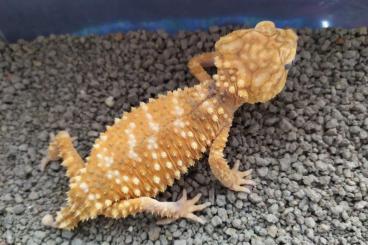 Geckos kaufen und verkaufen Foto: Nephrurus amyae           