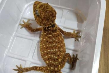 Geckos kaufen und verkaufen Foto: Nephrurus amyae           