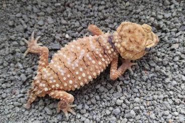 Geckos kaufen und verkaufen Foto: Nephrurus amyae           