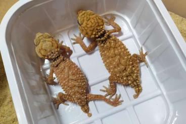 Geckos kaufen und verkaufen Foto: Nephrurus amyae           