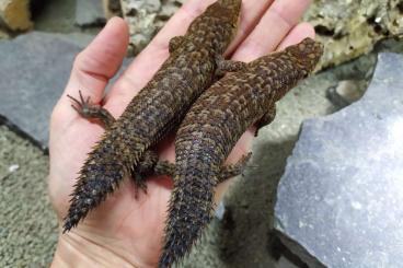 Skinke kaufen und verkaufen Foto: Egernia stokesii         