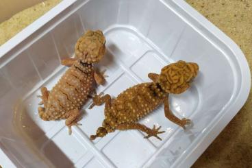 Geckos kaufen und verkaufen Foto: Nephrurus amyae           