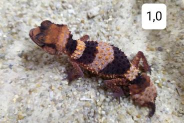 Geckos kaufen und verkaufen Foto: Nephrurus cinctus        