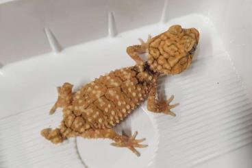 Geckos kaufen und verkaufen Photo: Nephrurus for Hamm         