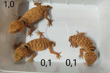 Geckos kaufen und verkaufen Foto: Nephrurus amyae           