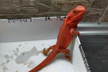 Bearded dragons kaufen und verkaufen Photo: Venta de dragones barbudos España para hamm