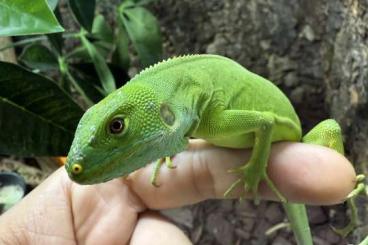 Lizards kaufen und verkaufen Photo: 1.1 brachylophus fasciatus 2023 