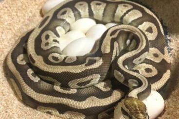 Ball Pythons kaufen und verkaufen Photo: Python Regius Desert Ghost Group