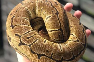 Königspythons kaufen und verkaufen Foto: Python Regius - Desert Ghost Clown Hypo