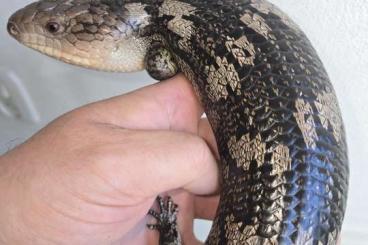 Echsen kaufen und verkaufen Foto: 2.1 Tiliqua nigrolutea Vic Lowland Echsen kaufen und verkaufen Foto: 2.1 Tiliqua nigrolutea Vic Lowland
