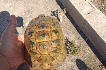 Landschildkröten kaufen und verkaufen Foto: Pareja reproductora de graecas iberas