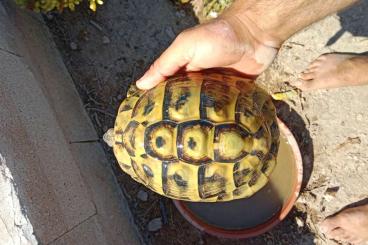 Landschildkröten kaufen und verkaufen Foto: Pareja reproductora de  Testudo hermanni boettgeri 