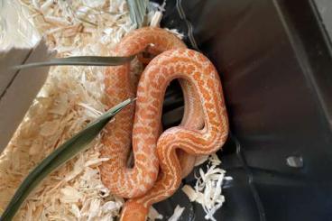 Snakes kaufen und verkaufen Photo: Boaedon capensis T-albino