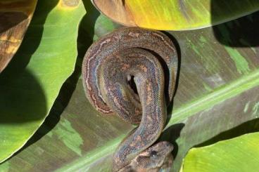 Boas kaufen und verkaufen Foto: Boa imperator Central America