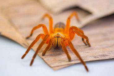 Spinnen und Skorpione kaufen und verkaufen Foto: Spiders for sale - females / rares