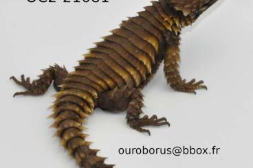 Lizards kaufen und verkaufen Photo: Last minute for Hamm Ouroborus cataphractus