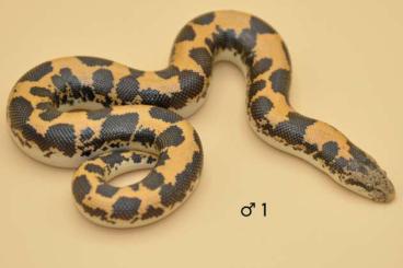 Boas kaufen und verkaufen Photo: 2.3 Eryx colubrinus 2023 Dodoma cross