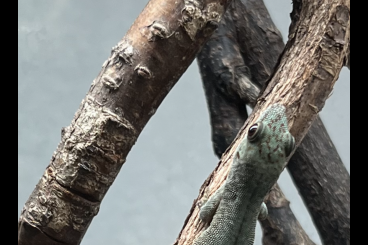 Geckos kaufen und verkaufen Foto: Phelsumen für Hamm oder Abholung 