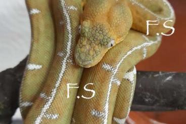 Boas kaufen und verkaufen Foto: Corallus batesii and C.caninus CB