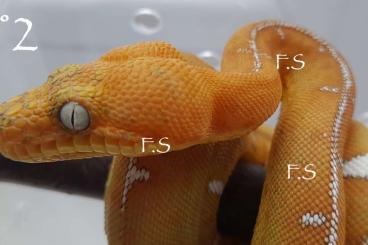 Boas kaufen und verkaufen Photo: Corallus batesii Captive bred