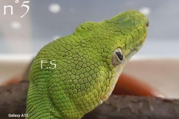 Boas kaufen und verkaufen Photo: Corallus caninus captive bred 