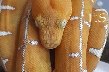 Boas kaufen und verkaufen Photo: Corallus batesii Captive Bred