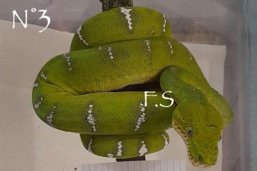 Boas kaufen und verkaufen Photo: captive bred Corallus caninus