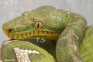 Boas kaufen und verkaufen Photo: captive bred Corallus caninus