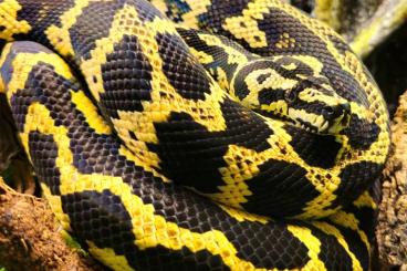 Pythons kaufen und verkaufen Photo: Morelia spilota cheynei - Jungle Teppichpython German Bloodline 